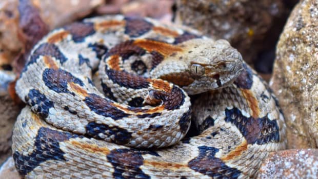 timber rattlesnake